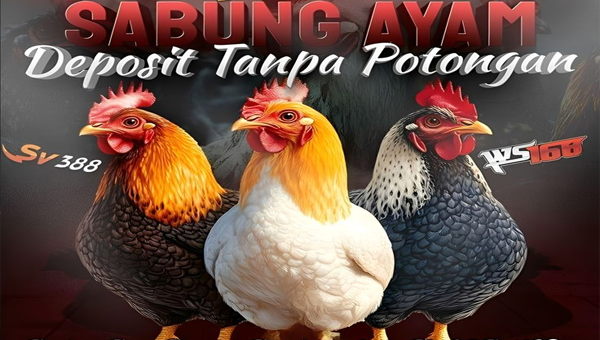 SABUNG AYAM DEPOSIT TANPA POTONGAN
